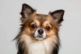 Long Haired Chihuahua Chihuahua Facts Chihuahua Dogs