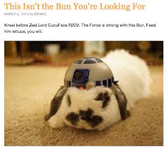 Star Wars Bunny Cute Baby Animals Cute Animals Animals