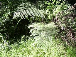 Image result for Blotiella