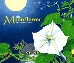 Moon Flower Plant How To Care For Moonflower Vine Moonflower Vine Moon Flower Night Blooming Flowers