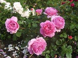 This lovely rose was named after princess alexandra, a cousin of queen elizabeth ii who is a keen gardener and great lover of roses. Princess Alexandra Of Kent Kaufen Englische Rose Agel Rosen