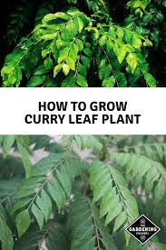 Propagating curry plant cuttings allows you to harvest the leaves. How To Grow Curry Leaf Plant Gardening Channel