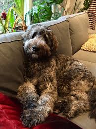 Making this choice is very important, especially when it comes to choosing what breed of dog to get and how to find the breed that works best for our very specific lifestyle. Irish Wolfhound Poodle Mix Puppy Online