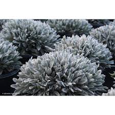 Image result for Helichrysum geminatum