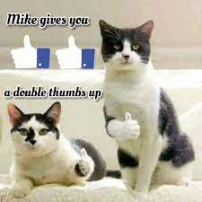 Maybe you would like to learn more about one of these? Cat Gives Thumbs Up Gifs Tenor