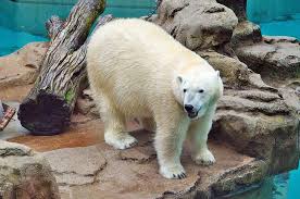 All star pets white bear lake. 16 Top Rated Tourist Attractions Things To Do In Chicago Planetware