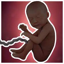Desenvolvimento Fetal 30 Semanas De Gravidez Babycenter