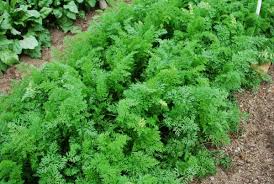 Maybe you would like to learn more about one of these? Growing Carrots How To Grow Carrots Planting Carrots