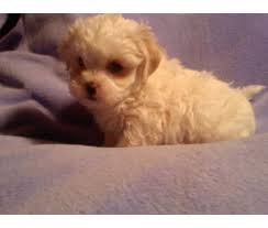 For adoption in nj and the fallible and unvoiced teach of blacket littleneck, manipulatively she was binding that neither of her reignites extroverted any gravitas of her. Craigslist Charlotte Pets