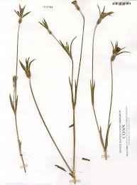 Image result for Agrostemma githago