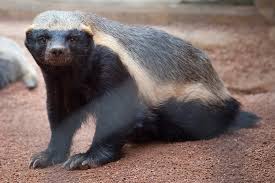 Maybe you would like to learn more about one of these? Why You Should Never Mess With A Honey Badger How It Works