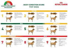 Royal Canin Dog Weight Chart Www Bedowntowndaytona Com