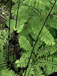 Image result for Adiantum patens