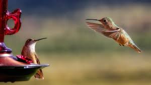 I hear red food color will kill hummingbirds, but no study has ever been done on that, basset said. How To Make Hummingbird Nectar At Home And What To Avoid