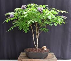 Image result for Wisteria