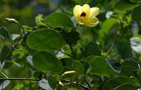 Image result for Bauhinia tomentosa