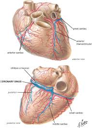 There is a printable worksheet available for download here so you can take the quiz with pen and paper. Anatomy Of The Human Heart Springerlink