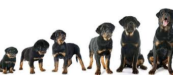 Are american rottweilers bigger then german rottweilers? How To Take Care Of A 6 Month Old Rottweiler Rottweiler Life