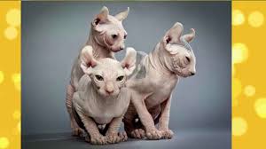 все породы кошек с фотографиями и названиями по алфавиту Samye Dorogie Porody Koshek Foto I Cena Koshachya Podushka Domashnee Zhivotnoe Zhivotnye