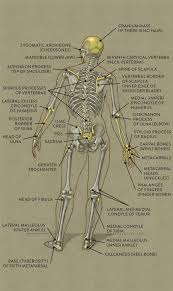 Here they are in order of complexity: Bones And Surface Landmarks Classic Human Anatomy In Motion The Artist S Guide To The Dynamics Of Figure Drawing