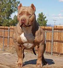86 Muscular Ideas Bully Dog Pitbulls Pitbull Terrier Pitbull dog wallpaper 1.09 apk. bully dog pitbulls pitbull terrier