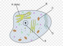This pdf includes the color version, black and white version, and the labeled and unlabeled diagrams for students to complete. Cells Clipart Simple Animal Cell Clip Art Hd Png Download Vhv
