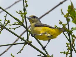 Image result for Faroa affinis