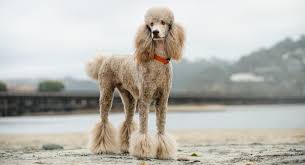 Short hair is more cost efficient: 12 Best Poodle Cuts And Hairstyles From The 1950s To Now All Things Dogs
