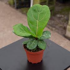 Image result for Ficus lyrata