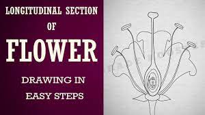 Check spelling or type a new query. How To Draw Longitudinal Section Of Flower In Easy Steps Biology Science Cbse Ncert Class 10 Youtube