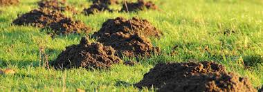 Mieux vaut installer dans vos massifs des bulbes d'ail d'ornement ou de fritillaire impériale au puissant parfum. 4 Plantes Repulsives Pour Eloigner Les Taupes Promesse De Fleurs