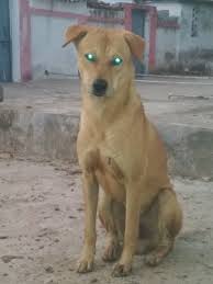 Indian Pariah Dog Animals Dogs Labrador Retriever