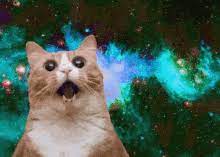 Crazy Cat Gifs Tenor