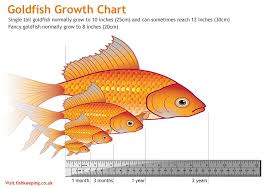Pretty Accurate Size Chart For Goldfish Goldfish Aquarium