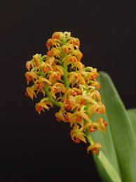 Image result for Polystachya undulata