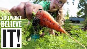 How to plant carrots in a square foot garden. How To High Intensity Gardening Carrot Harvest Youtube