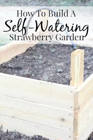 Bird Netting For Garden Lowes How To Build A Self Watering Strawberry Garden It S So Easy Ad Lowes Myoutdooroasis Strawberry Garden Strawberry Plants Organic Vegetable Garden