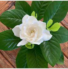 Pin On Wedding Flowers
