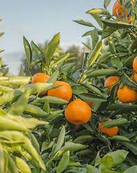Chinoto Endanea Garden Arboles Frutales Citricos