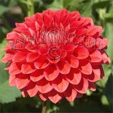 Tempest Rosy Coral These 5 Flowers Grow On A Very Compact Sturdy 4 Bush This New Color Will Make A Great Addit Flowers Wedding Flower Types Dahlia Flower