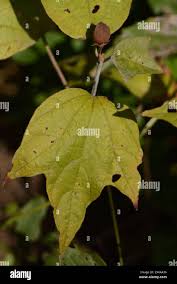 Image result for Azanza lampas