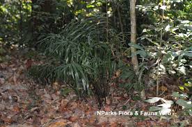 Image result for Lindsaea ensifolia