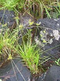 Image result for Cyperus haspan