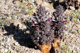 Image result for Orobanche