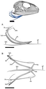 Image result for Isoglossa cataractarum