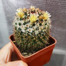 The structural adaptations you would notice on a cactus are the spines on it. What Adaptations Does A Cactus Plant Have
