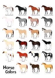 List Of Horse Hair Colors And Patterns Various Colors Of Horrors Character Svg Png Jpg 16 20 In 2020 Horse Coloring Horse Breeds Horse Color Chart