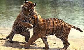Males are larger than females and may attain a shoulder height the world's tiger population has declined to about 3,200 tigers since the beginning of the 21st century. Bengal Tigers Key Facts Information Pictures