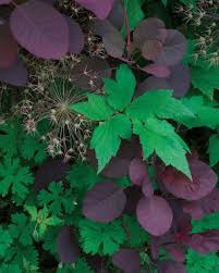 Some of this shrub's leaves may. Be Bold With Fine Textured Plants