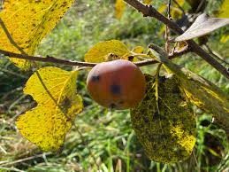Image result for Diospyros